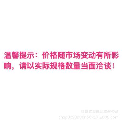 量天尺 仙人欧美 仙人掌武伦柱 红太古北欧风格镜室内盆栽 老乐柱
