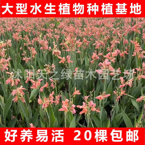 水培水生花卉美人蕉旱伞草水竹再力植物菖蒲千屈菜苗池塘湿地花黄
