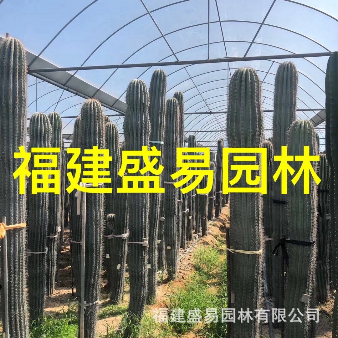 福建沙漠主景仙人掌批发基地公园造景设计漳州热带植物厂家