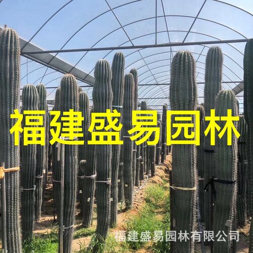福建漳州主景仙人掌热带植物基地公园造景设计沙漠批发厂家