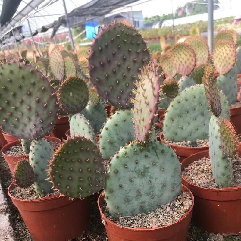 圣丽塔团扇仙人球片仙人掌开花