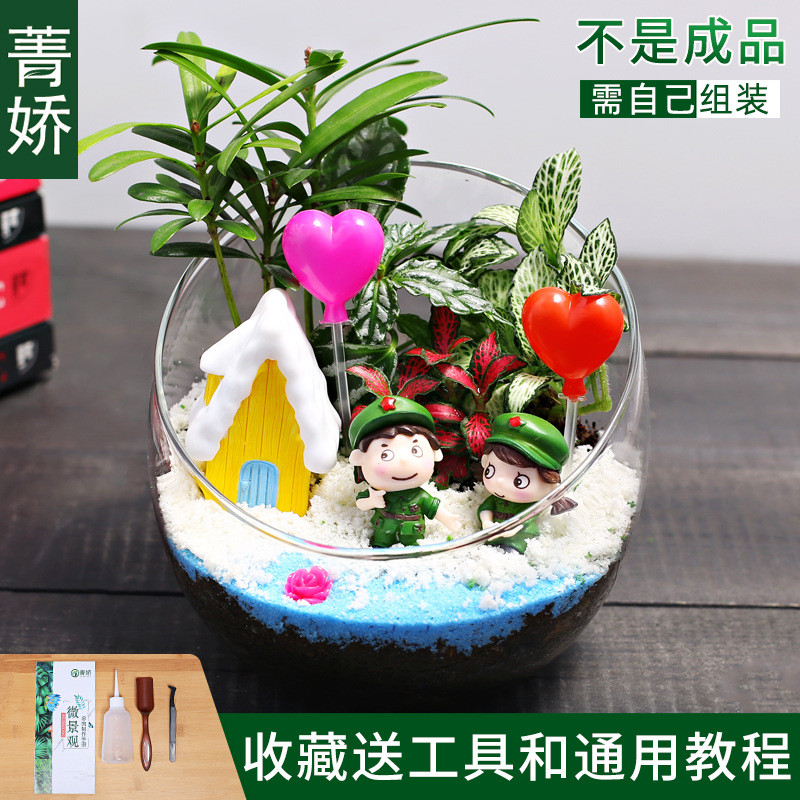 12cm切口瓶生态苔藓微景观diy材料包桌面迷你绿植物花卉小盆栽