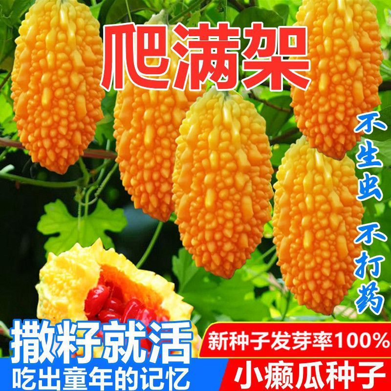 水果小癞瓜阳台金铃子赖葡萄赖瓜水果种籽四季种子爬藤水果种子孑