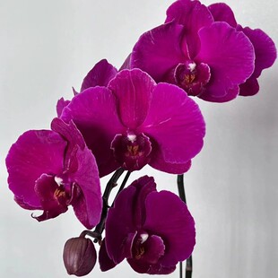 蝴蝶兰批发年宵花鲜切花基地直批婚庆布置花店摆摊用花