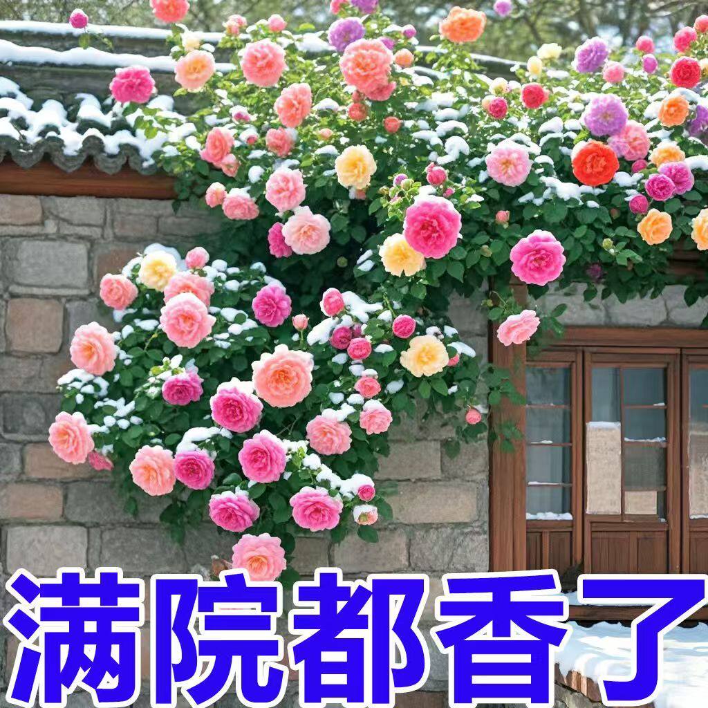 蔷薇花苗爬藤四季爬藤月季小苗家庭绿植院子里适合种的花庭院厂家