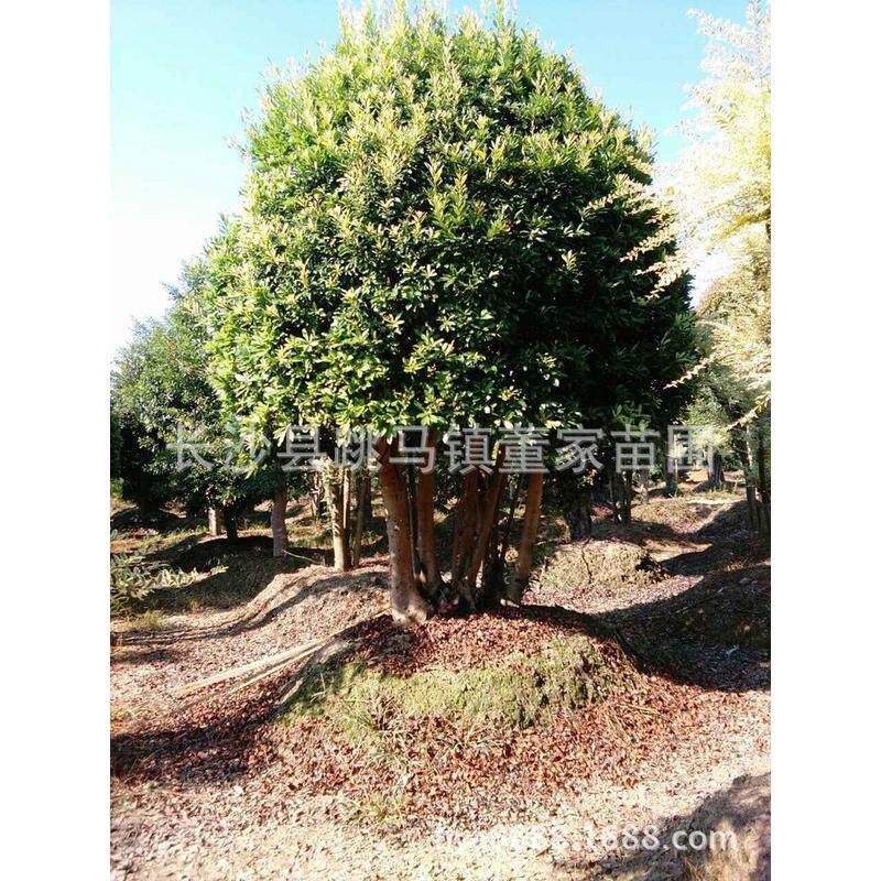 杨出售造型多杆杨梅树精品丛生苗圃梅树批发价格树形精品