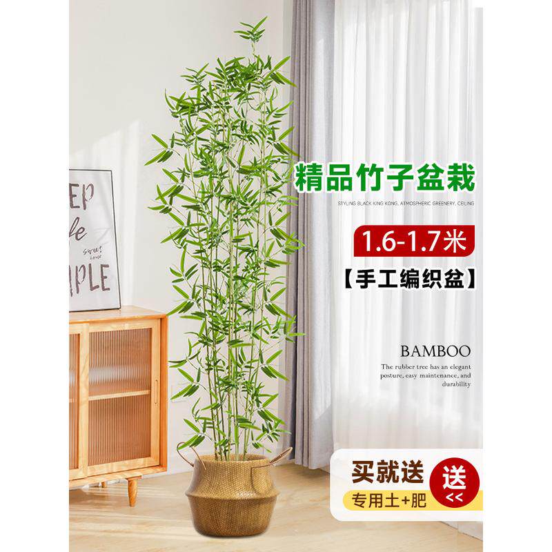竹子盆栽室内客厅真树大型绿植批发大花盆好养活四季常青造景落地