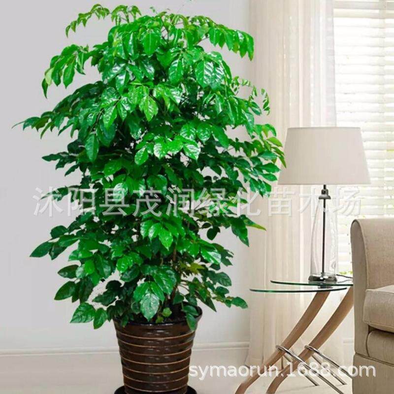 绿植盆栽居家盆栽植物花室内摆放绿植幸福树