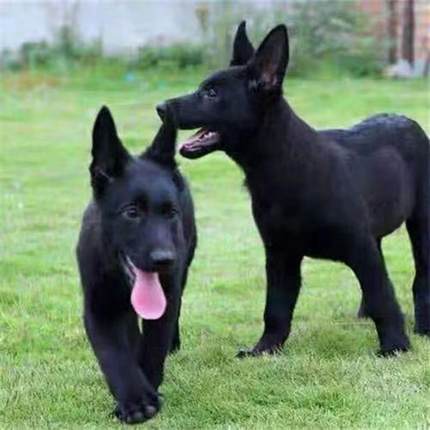 纯种厂家牧羊犬幼犬批发价格纯黑色宠物狗东德牧羊犬幼犬东德出售