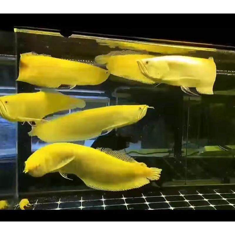 黄化银龙白子银龙鱼