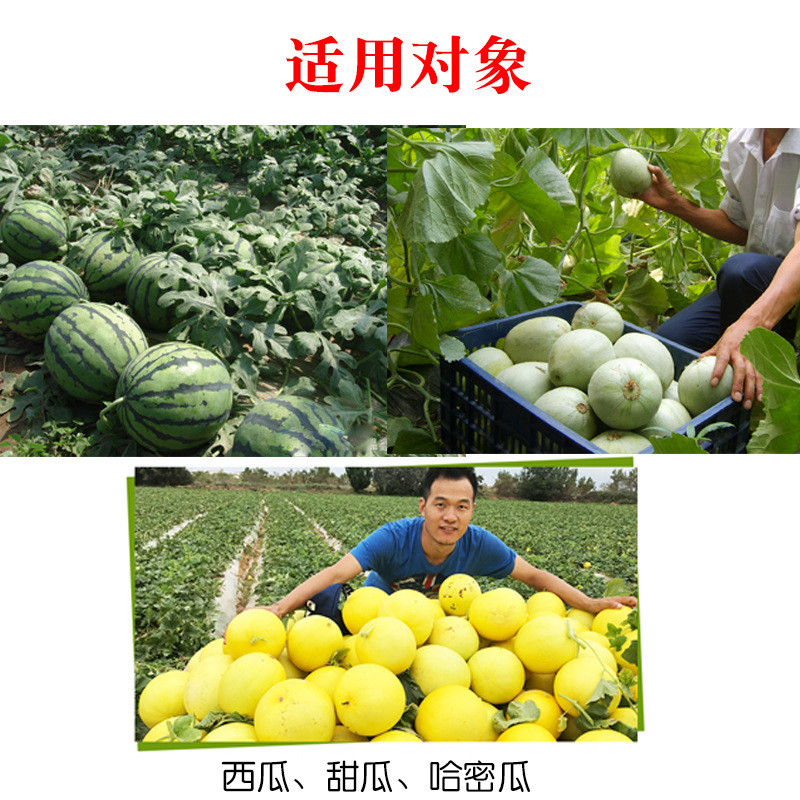 西瓜甜瓜哈密瓜膨大花增甜西瓜香瓜保防裂保果转色叶面肥微量元素