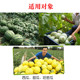 西瓜甜瓜哈密瓜膨大防裂增甜西瓜香瓜保花保果转色叶面肥微量元 素