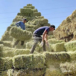 国产苜蓿草干草喂牛喂马吃的草料牛羊干饲料羊驼草料羊草草料湿粮