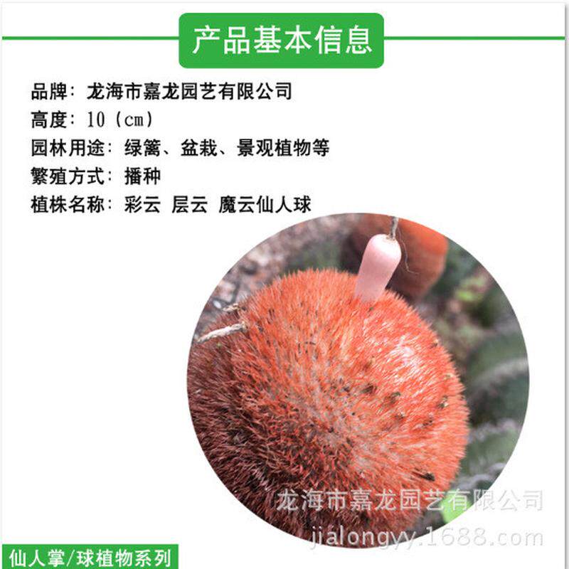 彩云层云魔仙人球盆栽仙人球大量沙生植物室内云装饰强刺仙人球