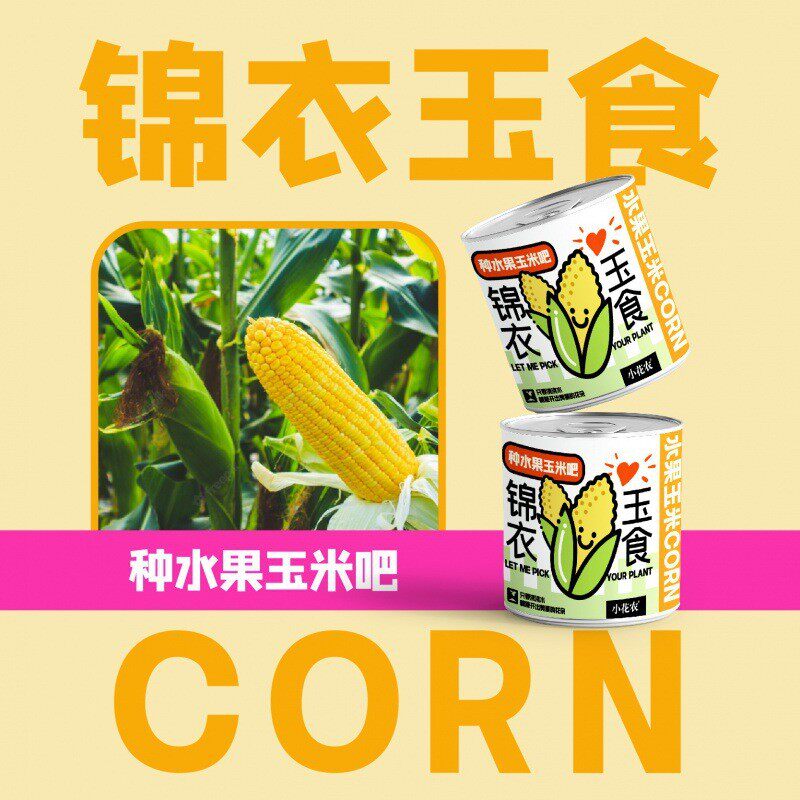 网红款祝福盆栽绿植厂家批发小花农种植摆件幼儿园小学种植盆栽