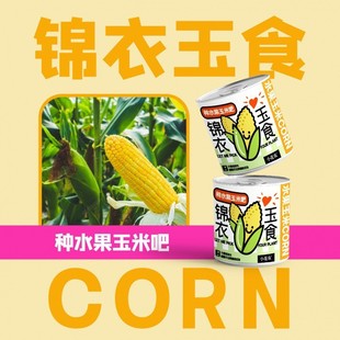 网红款祝福盆栽绿植厂家幼儿园小花农种植摆件批发小学种植盆栽