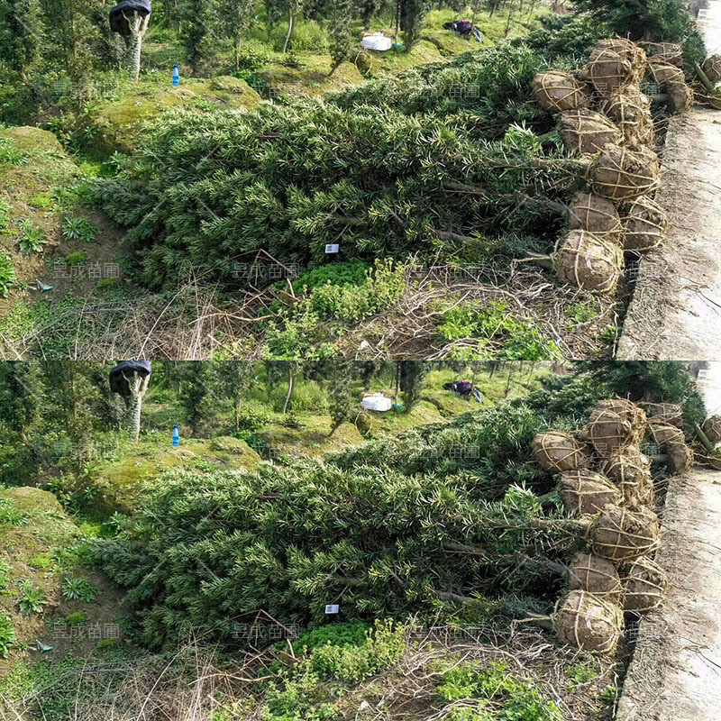 罗汉松毛胚地径6-8公分乔木移风景栽树产地直销绿化树罗汉松毛坯