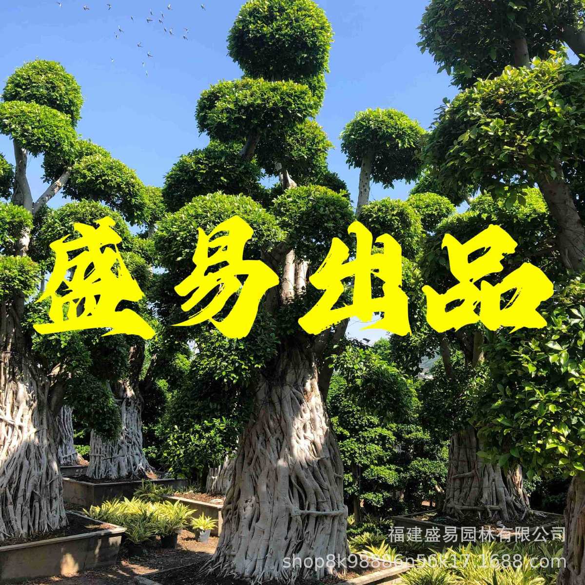 桩头造型小叶榕供应小叶榕福建价格榕树盆景批发小叶榕桩景