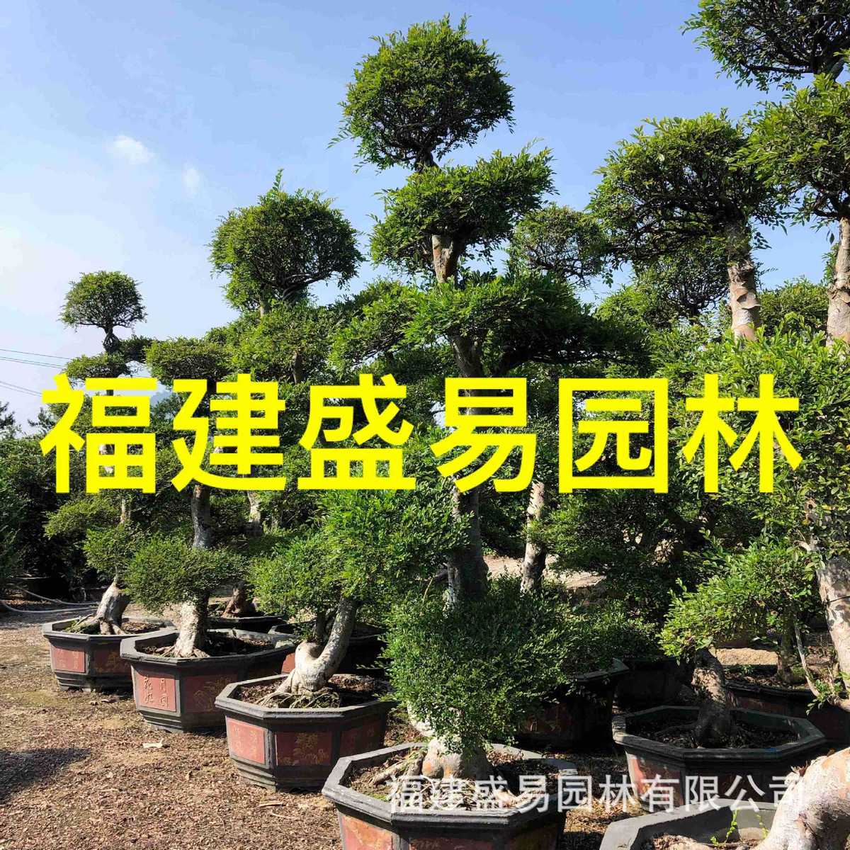 福建基地榆树盆景漳州榔榆古桩供应造型榆树桩头价格榆树桩