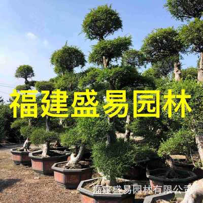 福建造型榆树盆景漳州榔榆树桩桩供应基地榆树桩头价格榆古