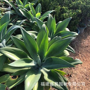 沙漠植物近卫柱果虎霸双头武轮柱青衣柱蓝柱天女之舞王树大凤龙