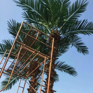 室内外仿真棕榈树假葵树景观仿真植物公园绿化带装饰老人棕榈树