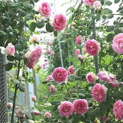 无刺大花藤本浓香月季花苗西枝牡丹四季庭院爬藤花卉蔷薇刺无盆栽