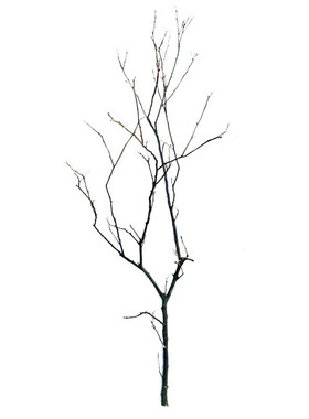 创意干树枝圣诞节天然干枯花枝艺术造型新中式厨窗装饰黑色粗干枝