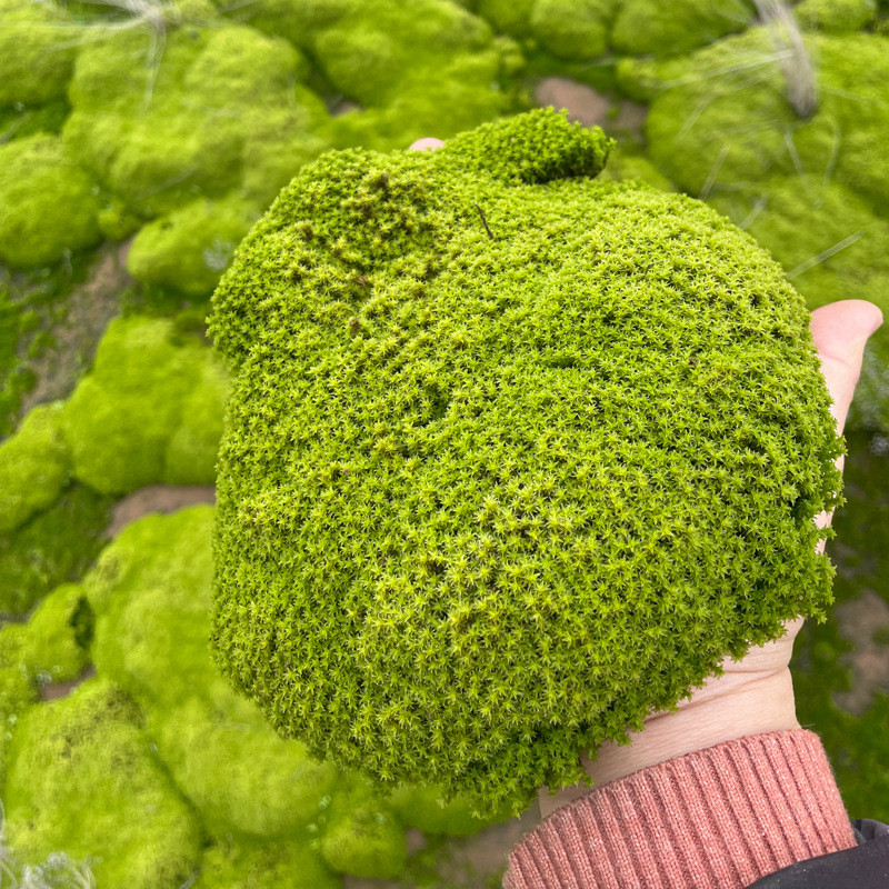 野生鲜活新鲜白发草皮苔藓短绒大灰藓园林花园植物造景微景观材料