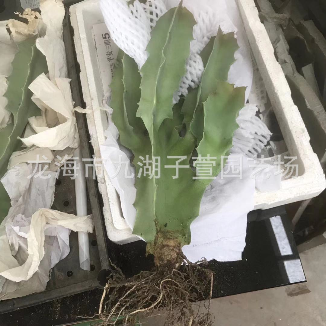 唐人棒孤独女王萝藦科仙人掌多肉植物景观造景盆栽景观沙生植物