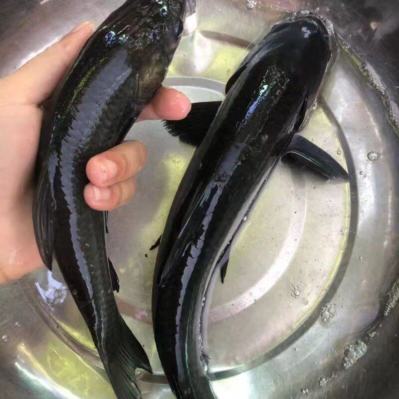 优质青鱼苗批发:直供螺蛳青鱼苗鱼塘养殖鱼场正宗包活包邮