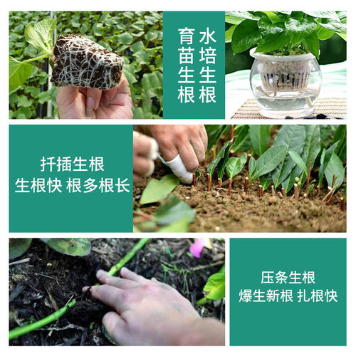 厂家批发移栽扦插剂果树蔬菜花卉定植强力生根育苗生根壮苗剂