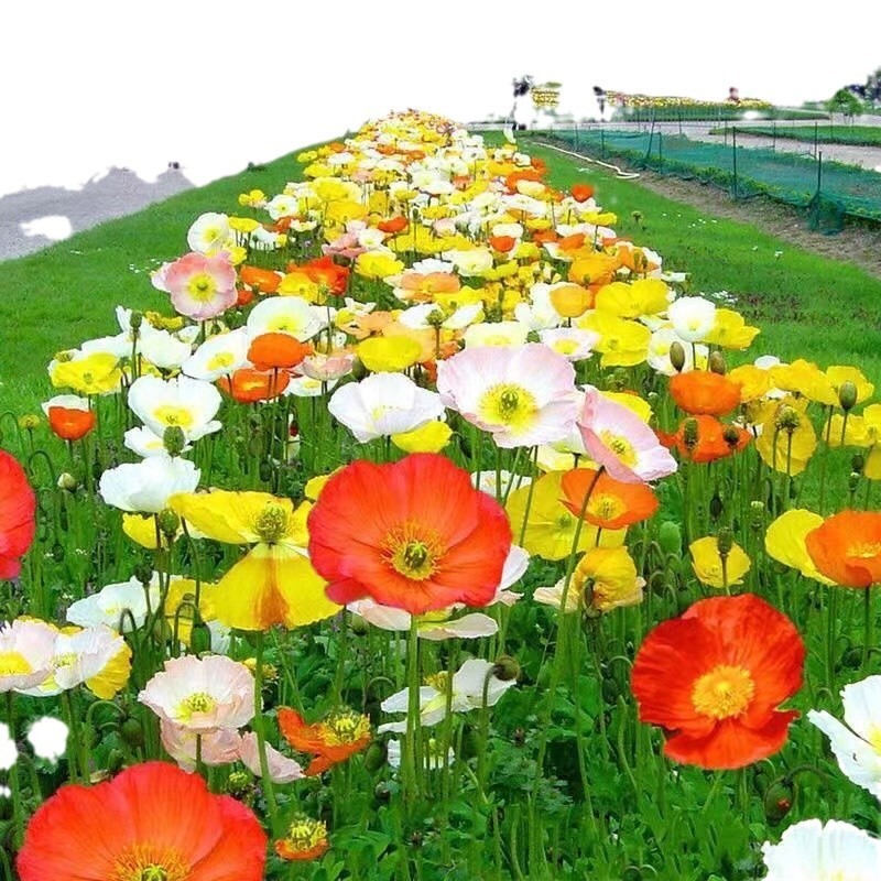 厂家批发冰岛虞美人草籽打造美丽乡村公园景观花海公路旁绿化
