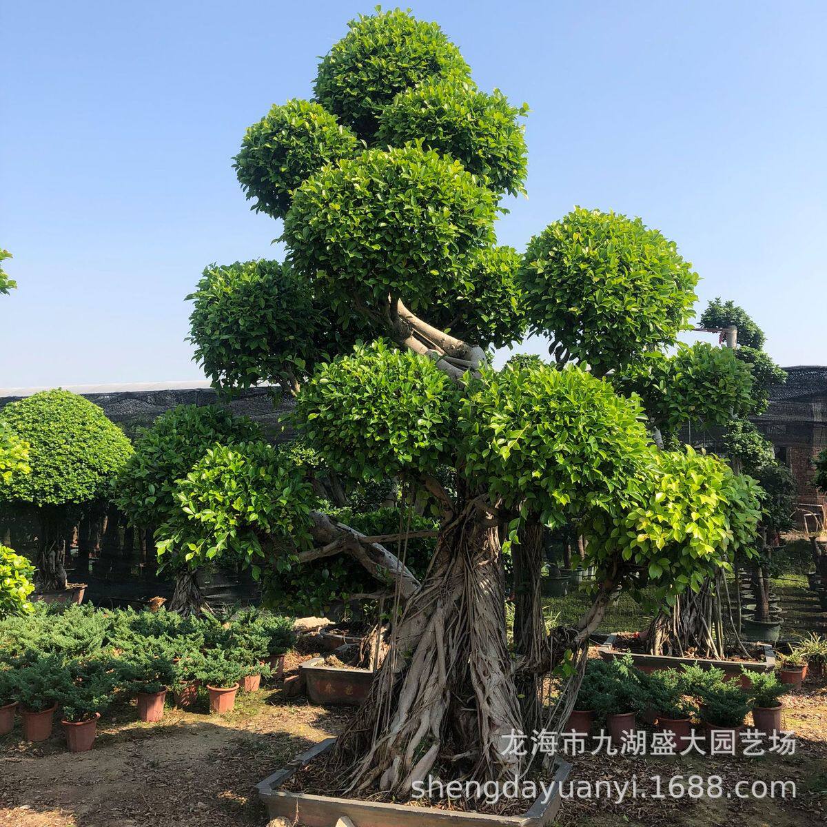 重庆小叶榕树桩造型江西小叶榕桩头价格四川批发小叶榕榕树供应
