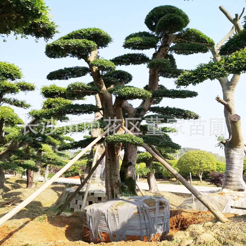 造型供应榆树20公分榆树盆景榆树桩景造型榆树桩批发规格齐全