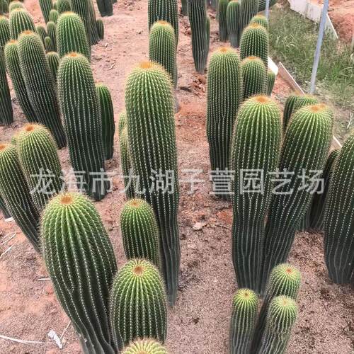基地直批大凤龙沙生植物柱状仙人掌仙人柱大凤龙多肉植物沙生景观