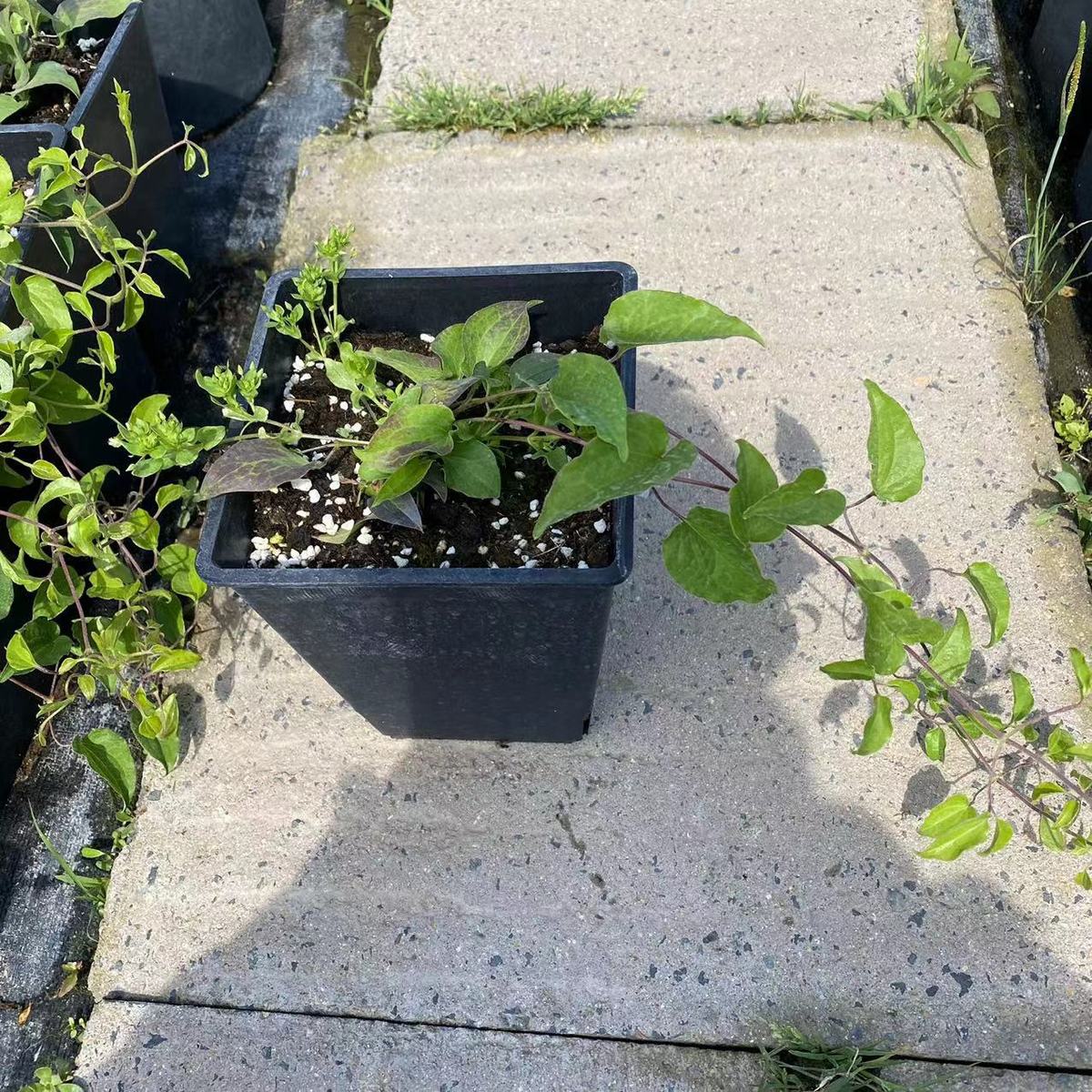 静光铁线莲二类基花早花系大地直销量大从优