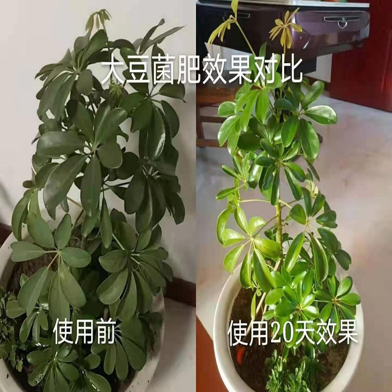 厂大豆批发发酵价有机肥腐熟发酵大豆土壤改良剂生物菌肥