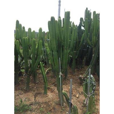 福建漳州沙漠热带植物厂家大型主景仙人掌大戟阁造景公园设计