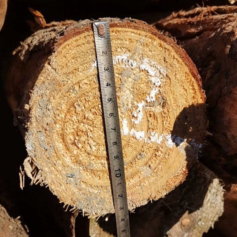 建筑东北落叶松打桩木工程工地松木松木批发河道打桩用用桩可批发