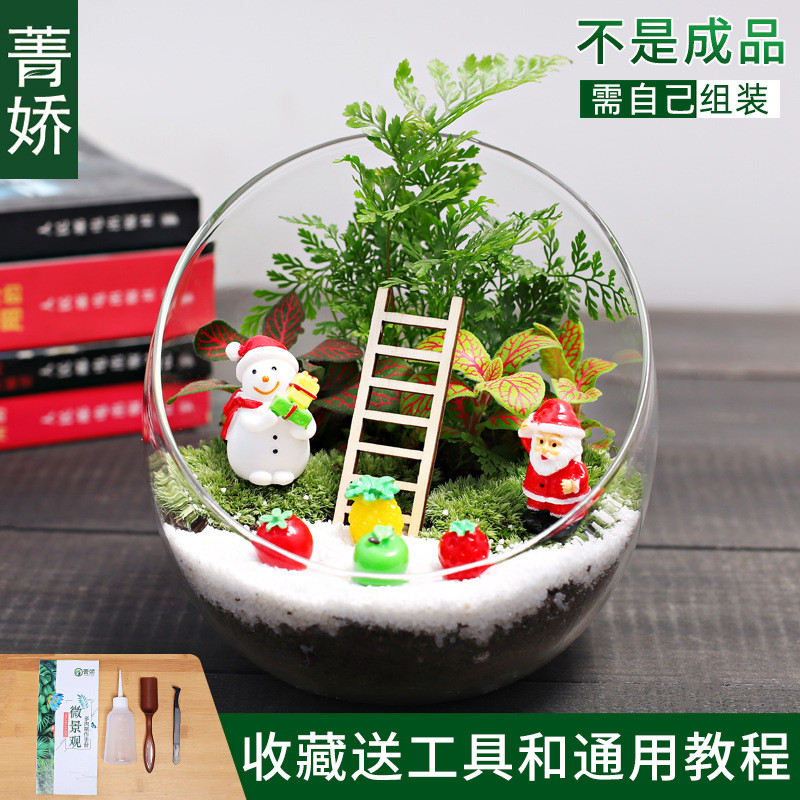 12cm切口瓶生态苔藓微景观diy材料小盆栽桌面迷你绿植物花卉包