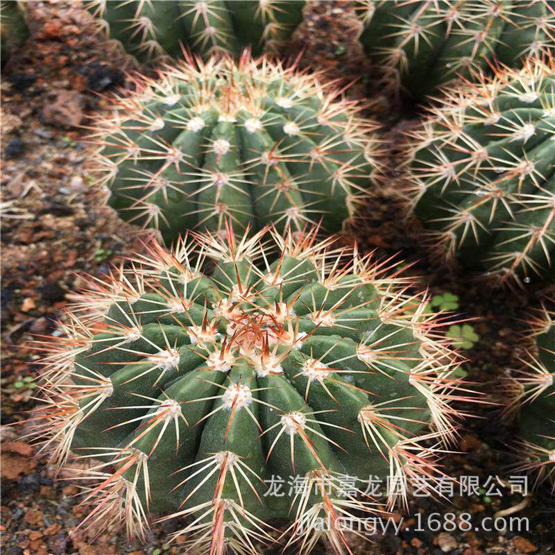 紫云室内仙人球小盆栽布置沙生植物馆西餐厅植物室内阳台
