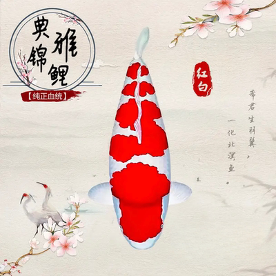 纯种红白三色观赏金鱼活鱼大型高档冷水淡水锦鲤易养耐活招财鱼苗