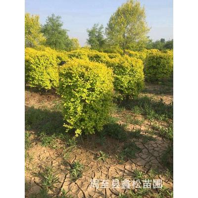 供应陕西金叶榆球/金叶榆造型耐寒耐冻彩叶造型树金叶榆