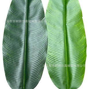 仿真芭蕉叶厂家批发工程造景叶子酒店家居装饰摄影道具过胶香蕉叶