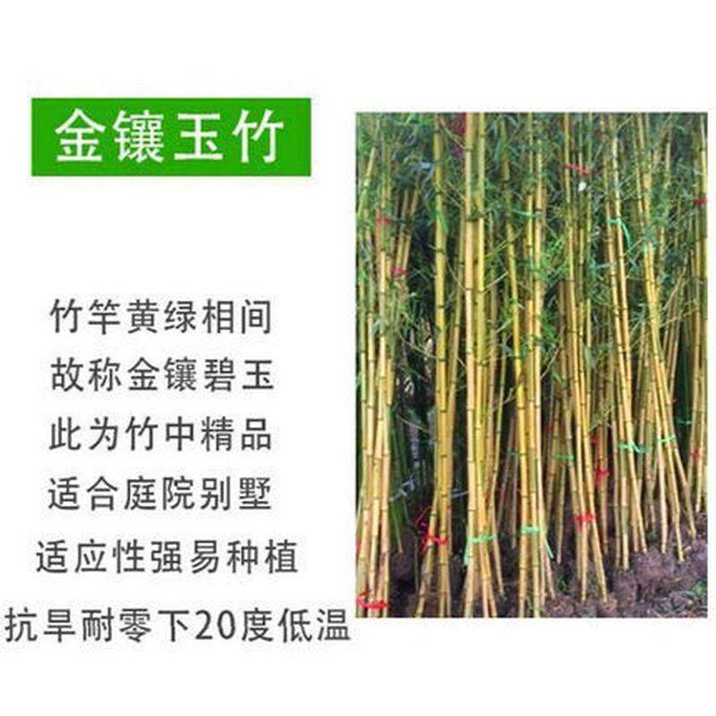 四季青苗竹子庭院植物北方耐寒紫竹苗早园竹罗汉大型毛竹户外盆栽