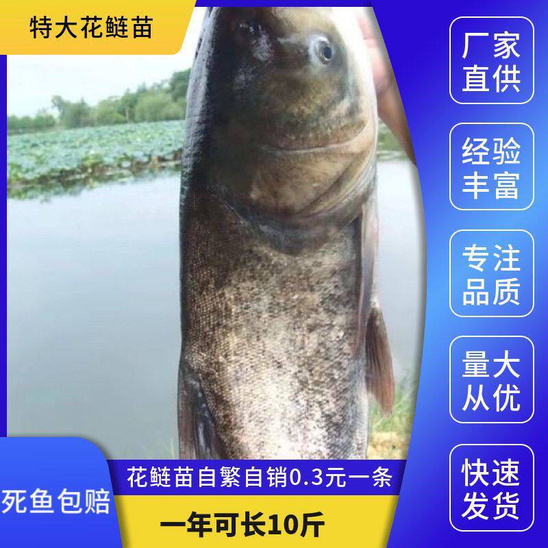 大花鲢鱼苗淡水格殖大规好养鲢鳙鱼苗胖头鱼雄鱼大头鱼苗草鱼包活