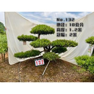 浏阳佳智苗圃小临水造型罗汉松造景观赏直发基地