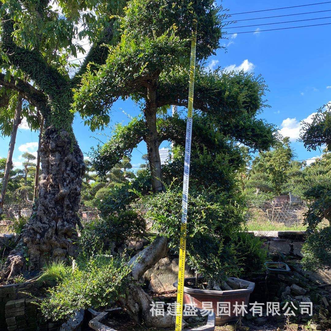 榆树造型榆树盆景漳州榔榆古桩供应基地福建桩头价格榆树桩