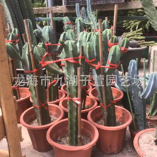20-30cm带双测木龙神芽仙人球仙人掌多肉植物沙生植物批发